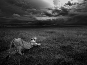 masai-lioness-stretch_95185_990x742