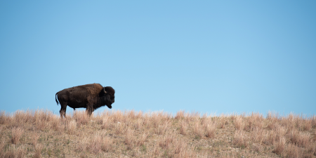 Untamed Bison